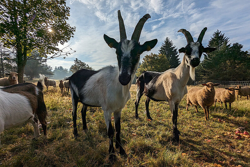 Foto einer Grünlandfläche unter Beweidung mit Ziegen im Vordergrund und Schafen im Hintergrund)