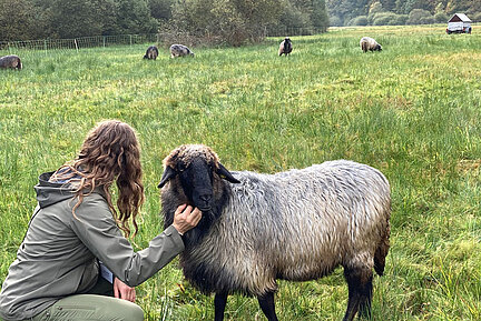 Auf einer binsenreichen Fläche umgeben von Wald weiden Alpine Steinschafe, im Vordergrund lässt sich ein Schaf von einer Besucherin kraulen.