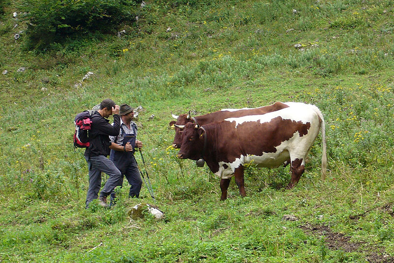 wei Männer stehen auf einer Almfläche zwei Pinzgauer Rindern gegenüber, es scheint die beiden Gruppen seien in einem Dialog.