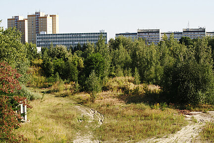 Eine Brachfläche in der Stadt mit Sträuchern, Bäumen und offenen Bodenstellen ist zu sehen. Im Hintergrund sieht man Hochhäuser stehen. 