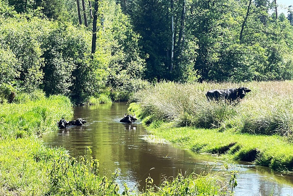 Eine Auenlandschaft, mittig das Flußbett, darin drei Wasserbüffel, ein weiteres Tier der Herde steht rechts am Ufer in hohen Binsenbeständen.