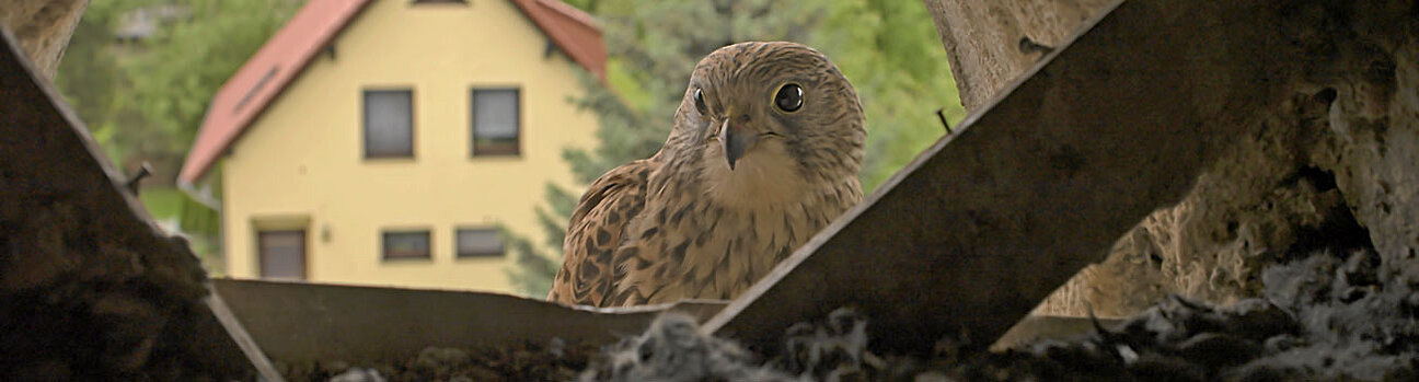 Ein Greifvogel schaut an einem Häuserdach in ein Nest