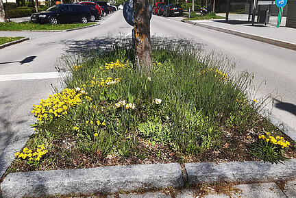 Auf dem Foto ist eine blühende Verkehrsinsel im urbanen Raum zu sehen. 