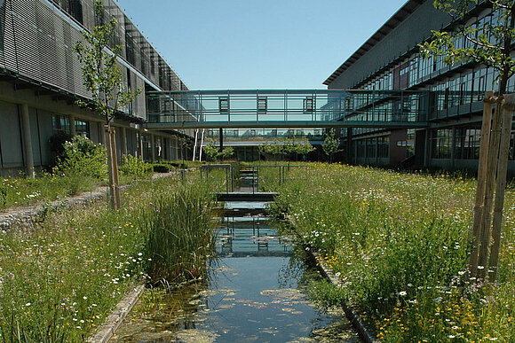 Eine mit Pflanzen naturnah gestaltete Regenwasserversickerung zwischen Bürogebäuden ist zu sehen. 