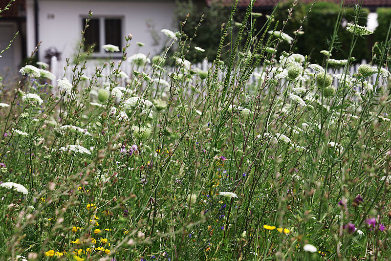 Auf dem Foto ist eine hochgewachsene, artenreiche Blühfläche vor Wohnhäusern zu sehen.
