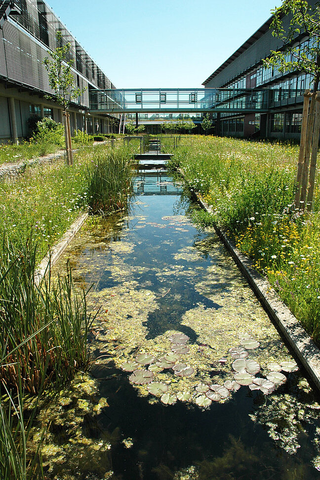 Eine mit Pflanzen naturnah gestaltete Regenwasserversickerung zwischen Bürogebäuden ist zu sehen. 