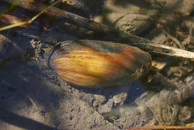 Bachmuschel (Unio crassus) liegt im Wasser. 