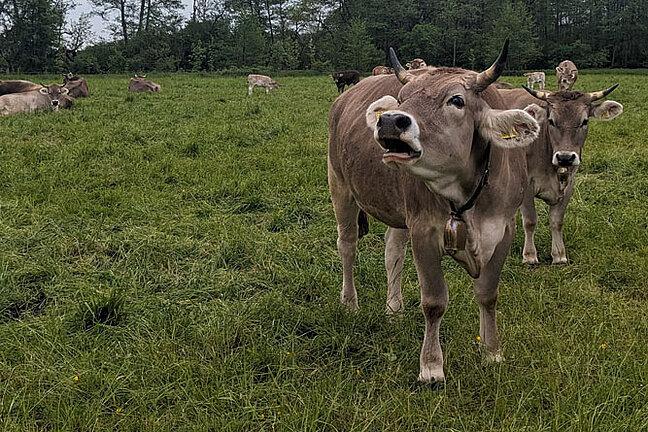 Braunvieh auf einer Weidefläche. 