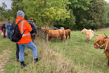 Eine Gruppe Besucher und eine Gruppe Hochlandrinder stehen sich am Weidezaun gegenüber.