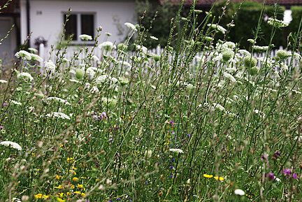 Auf dem Foto ist eine hochgewachsene, artenreiche Blühfläche vor Wohnhäusern zu sehen.