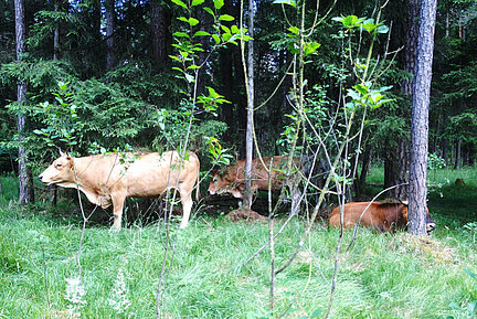 Eine Gruppe Murnau-Werdenfelser Rinder steht und liegt auf einer Waldlichtung, der angrenzende Baumbestand ist Teil der Weidefläche.